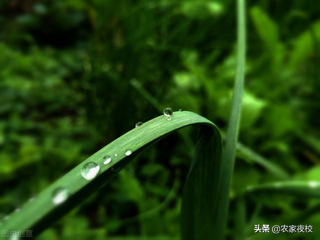 芸苔素内酯怎么用效果最好，4种情况下不可用，你是否中招了3