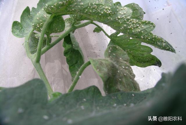 这个新药最厉害，防治抗性白粉虱、蚜虫，只需几秒钟就可击倒害虫2