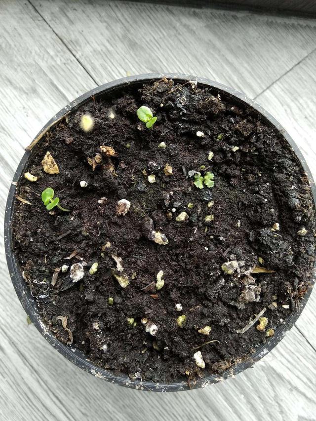 含羞草如何养