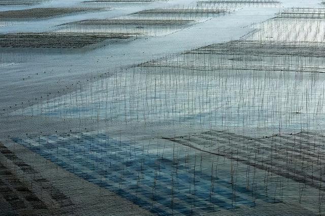 浒苔
