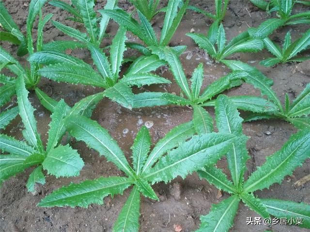 油麦菜细茎中空、抽薹？通过加强土壤间作套种等管理，延长采收期9