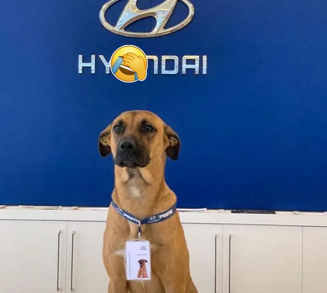 金牌流浪狗金牌流浪狗观后感500