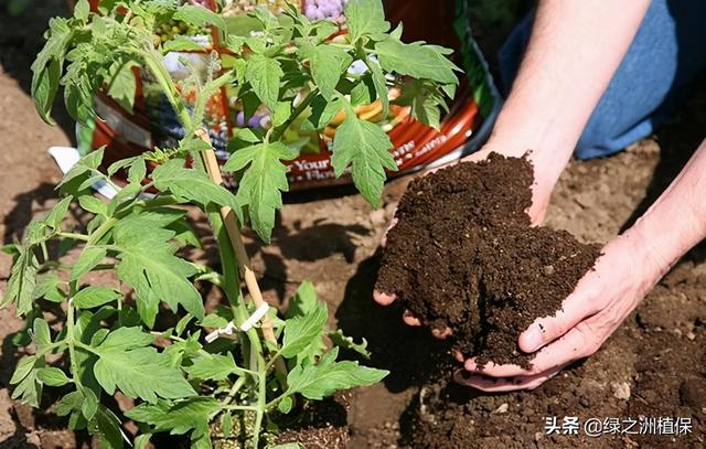 种植人一定要知道：什么是土传病害？如何有效防治？土壤是关键3