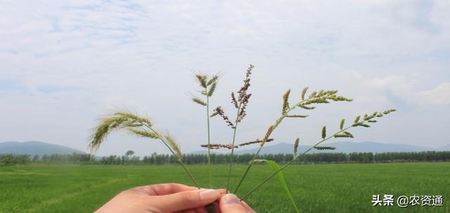 各地稻田杂草分布、除草剂使用种类及防治指导