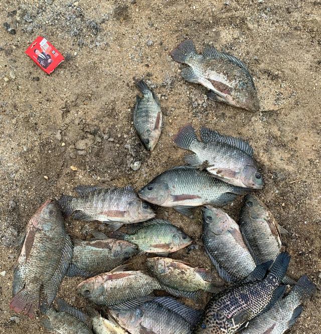 太阳鱼太阳鱼和罗非鱼的区别