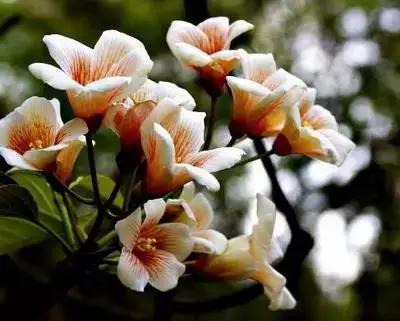 50种浪漫鲜花花语大全 50种浪漫鲜花花语大全（50种浪漫鲜花花语大全图片） 生活