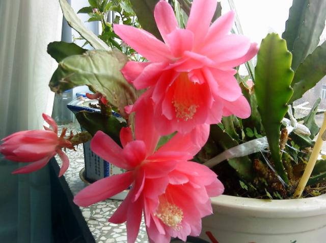 令箭荷花