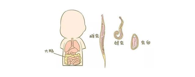 夏季儿童感染虫病高发 如何有效打虫 全网搜