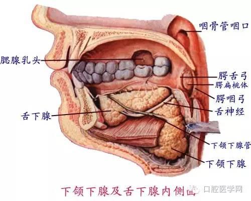 口腔牙齿图片大全图解