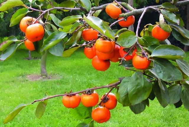 老话常说：“一个柿子十副药”，说的是什么意思？医生来告诉你