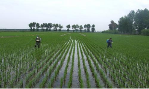 水稻分蘖期田间怎么管理？要特别注意这三条，尤其是“两虫一病”