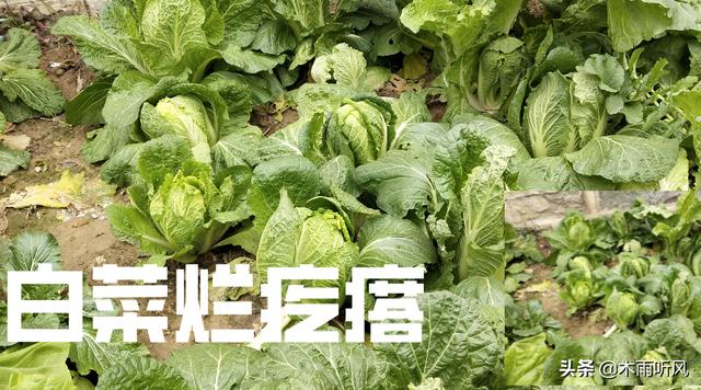 大白菜出现“烂疙瘩”损失大，是什么原因引起的？如何防治2