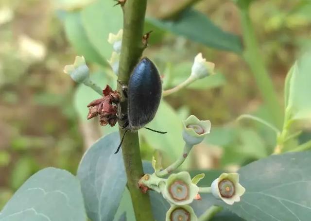 蓝莓种植常见虫害新梳理，田间实拍图片，防治方案供参考4