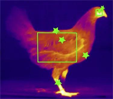 鸡皮肤在高温下会少