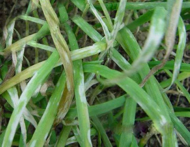 韭菜种植,提前防治好这3种病害,远离韭菜烂叶问题-农资百科网