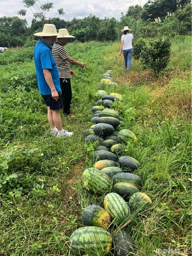 夏天常见6种水果，家里种一盆，果子多得摘不完26