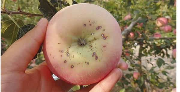 近期连阴雨，苹果这3种病害大面积发生，防治很关键！