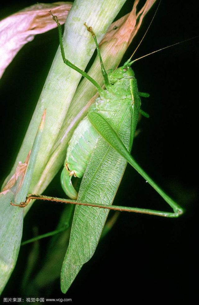 纺织娘纺织娘是什么昆虫