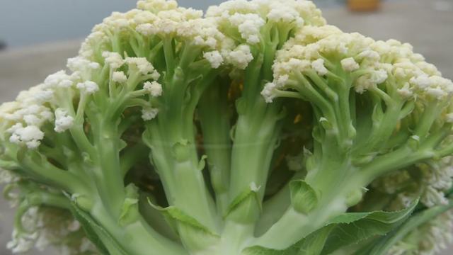 夏日里如何区分，花菜有没有上药，牢记这些技巧，不怕在买差花菜6