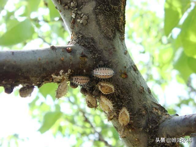 这个药治介壳虫更厉害，用一次管4个月，对卵、若虫、成虫统杀3