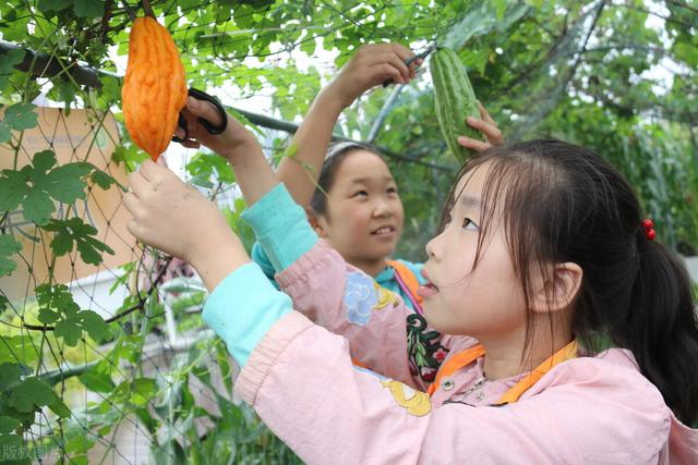 苦瓜架子挂空瓶，一网打尽瓜实蝇，种植户：简单实用