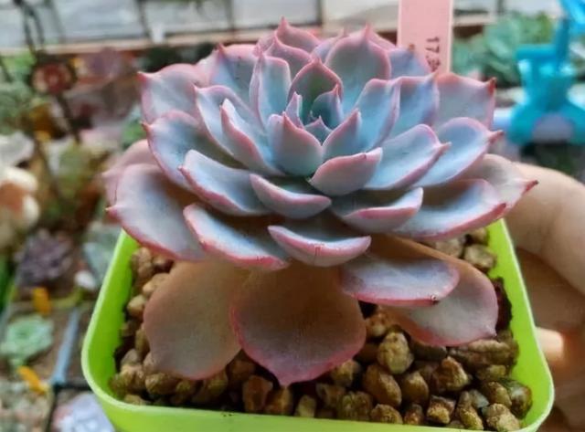 8种多肉植物 秋天多给它晒太阳 容易出状态 Zh中文网