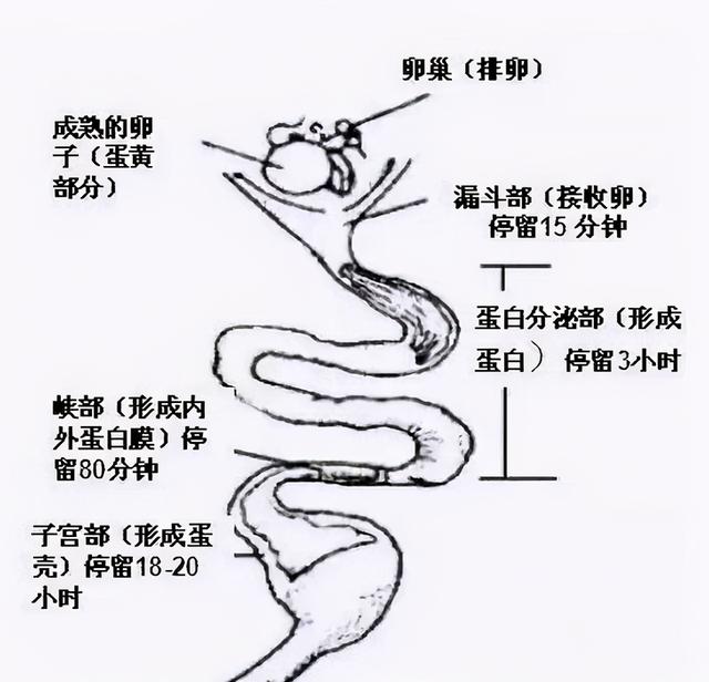 鸡蛋上的白霜有什么做用？