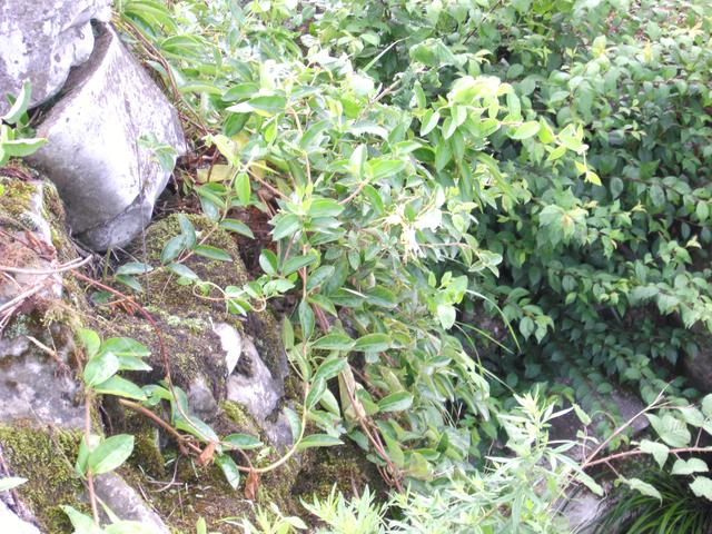种植金银花