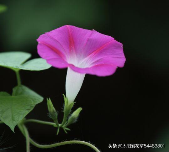 夏季我最爱的16种花卉，花期长，开花超级漂亮2