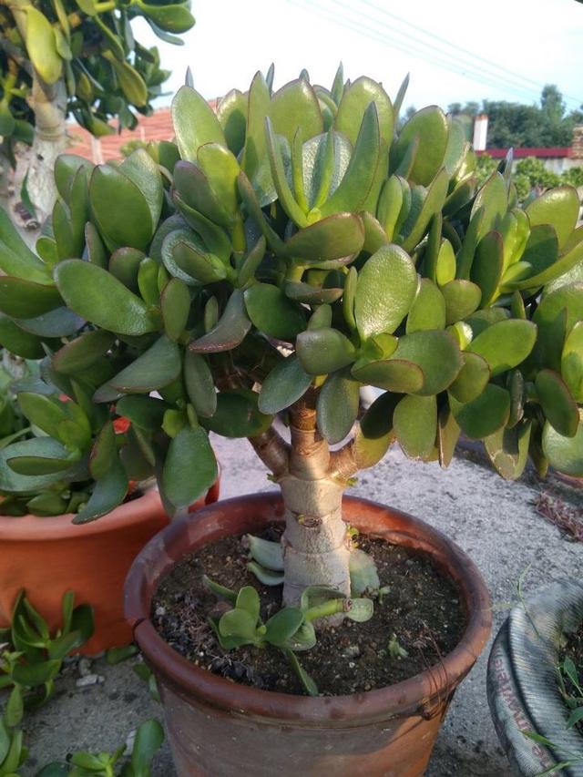 玉树图片(玉树图片盆景有毒吗)