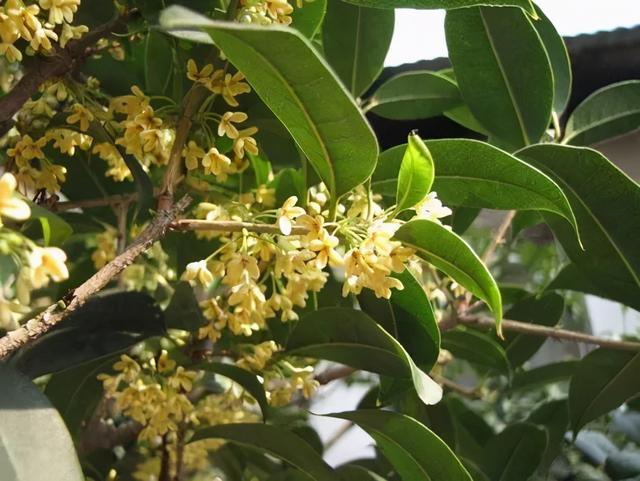 桂花分类
