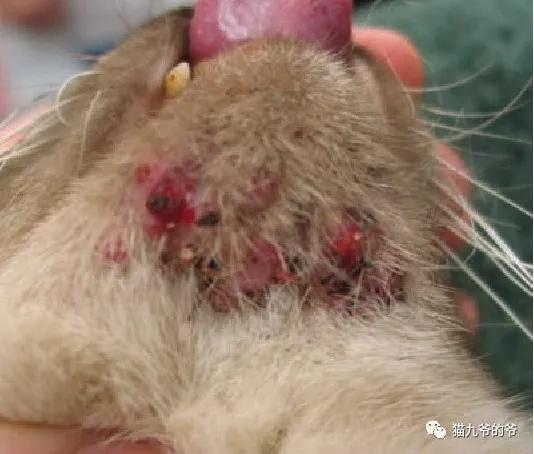 外阴表皮角化不全什么意思