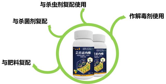 柑橘保果注意：芸苔素只是助手，起作用的是赤霉酸和苄氨基嘌呤！7