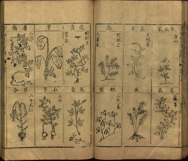 李时珍巨著《本草纲目》插图上卷（1596年刻本）