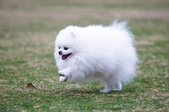 博美犬怎么养 博美犬怎么养（博美犬的饲养方法） 动物