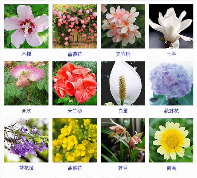 观花植物 观花植物（木本观花植物） 生活