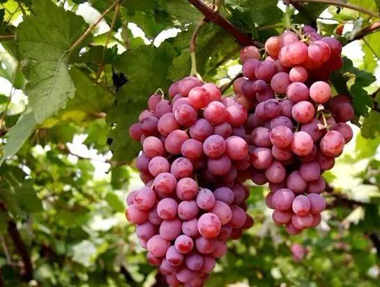 21种葡萄品种介绍，发展葡萄必不可少9