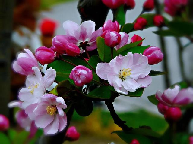 海棠花图片 海棠花图片（海棠花图片卡通） 生活