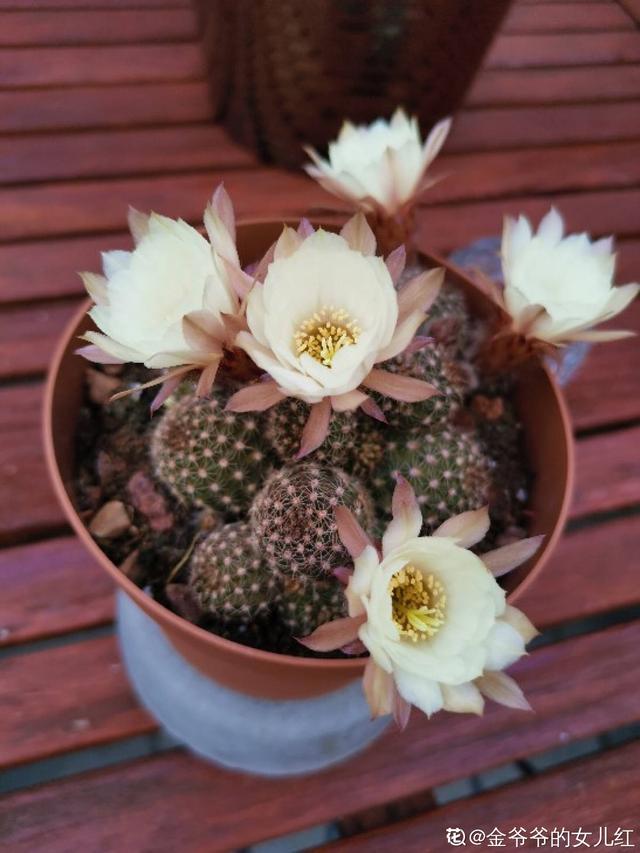 花草图片大全