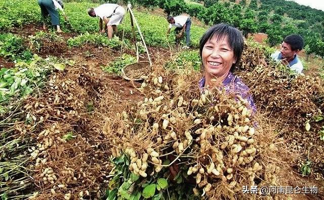 花生三遍药什么时候打？花生在什么时候施叶面肥？花生高产三遍药6