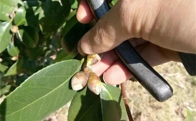 茶花 茶花（茶花树） 生活