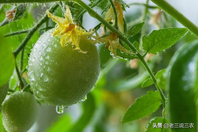 西红柿，白菜，茄子生病了？自制抗病抗虫杀菌剂，苗期一喷都羡慕13