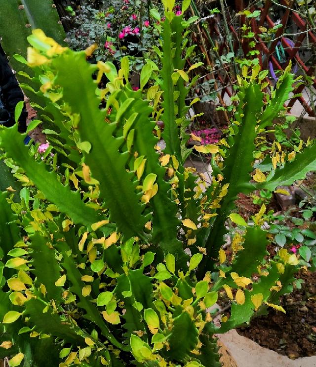 龍骨花,花期從夏開到秋末(龍骨花的養殖方法圖片)