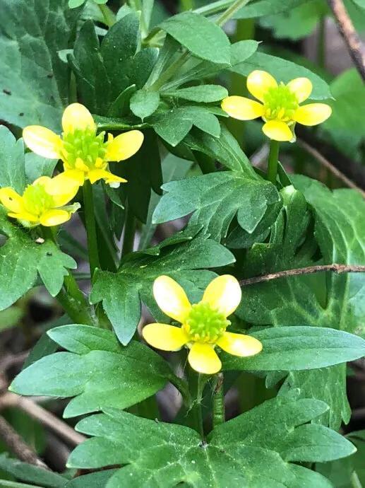 猫爪草的种植技术与时间 药用价值极高的猫爪草,繁殖方法鲜有人知,我