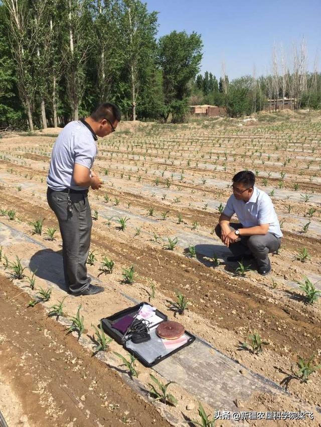 秋施肥与盐碱地改良时，钙镁硫3种元素肥料的重要性及合理施用5