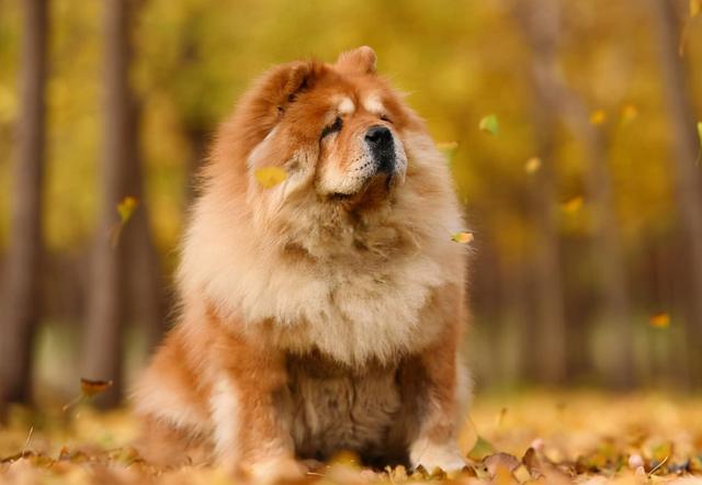 大松狮犬图片 大松狮犬图片（大讼师全文txt下载） 动物