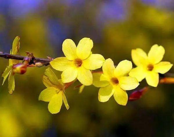 3月开什么花