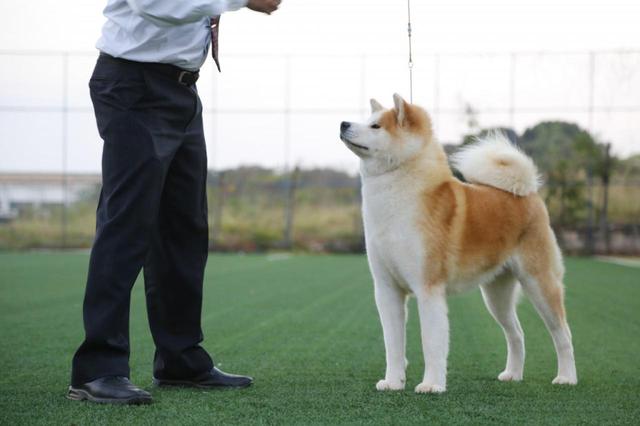 秋田犬好养吗