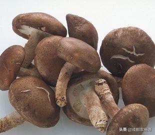 种香菇 种香菇（种香菇用什么树） 生活