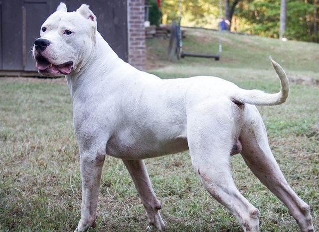 杜高犬 杜高犬（杜高犬图片） 动物